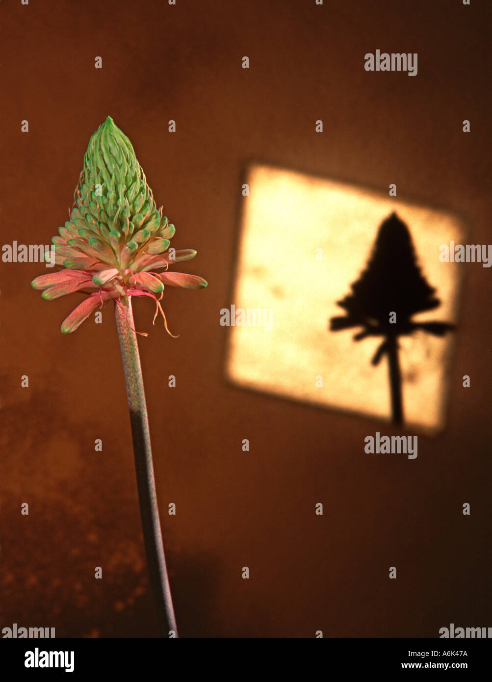 Veltheimia Blume und es s Schatten Stockfoto