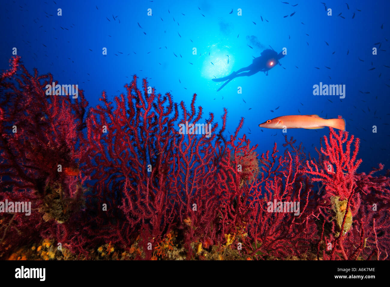 Paramuricea Clavata Taucher am Riff mit roten Gorgonien Stockfoto