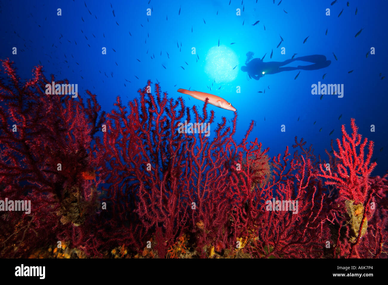 Taucher am Riff mit roten Gorgonien Paramuricea clavata Stockfoto