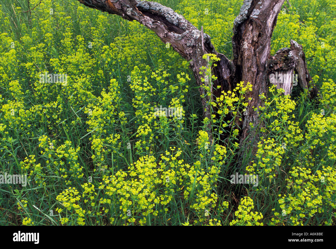 Grüne Pflanze WOLFSMILCH Stockfoto