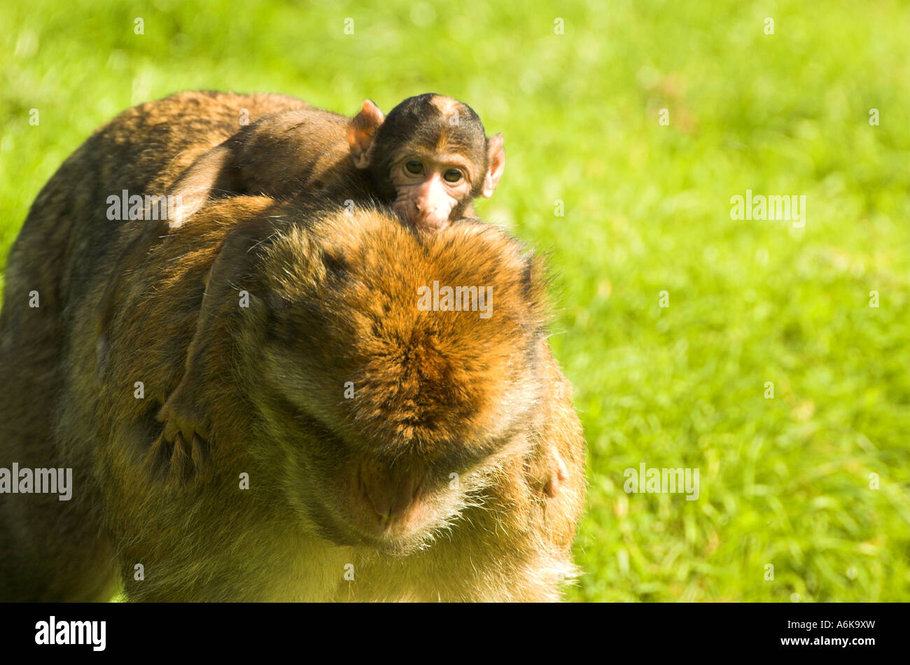 Affenbaby Stockfoto