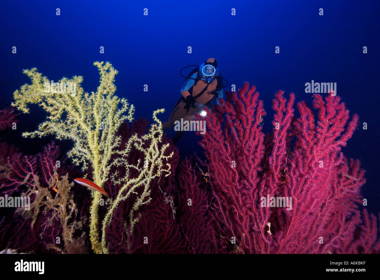 Taucher mit bunten Gorgonien im tiefblauen Wasser, Paramuricea Clavata und Gerardia savaglia Stockfoto