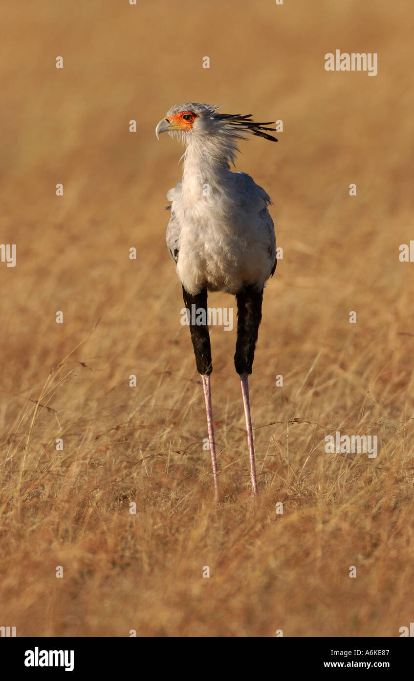 Secretarybird lange Gras zeigt Kopf Panier Masaii Mara Kenia Stockfoto