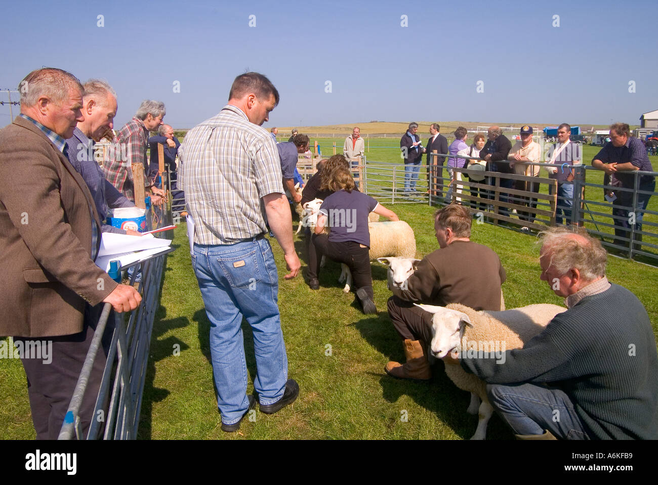 dh jährliche zeigen SHAPINSAY ORKNEY Richter urteilen beste Paar der Lämmer auf landwirtschaftliche Messe Stockfoto