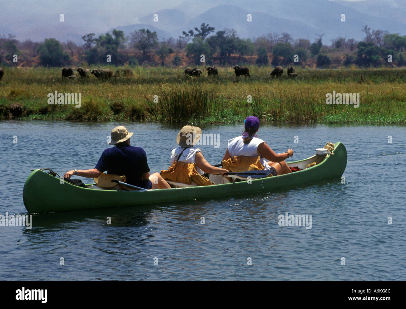 Kanu der mächtigen ZAMBEZI bietet viele Begegnungen mit den Kap-Büffel-Simbabwe Stockfoto