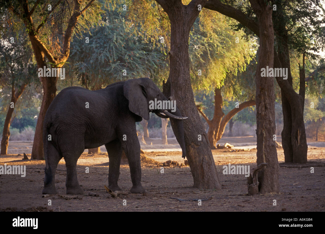 Ein afrikanischer Elefant schüttelt einen Baum in dem Bemühen, die Samenkapseln MATUSADONA Nationalpark Simbabwe zu essen bekommen Stockfoto