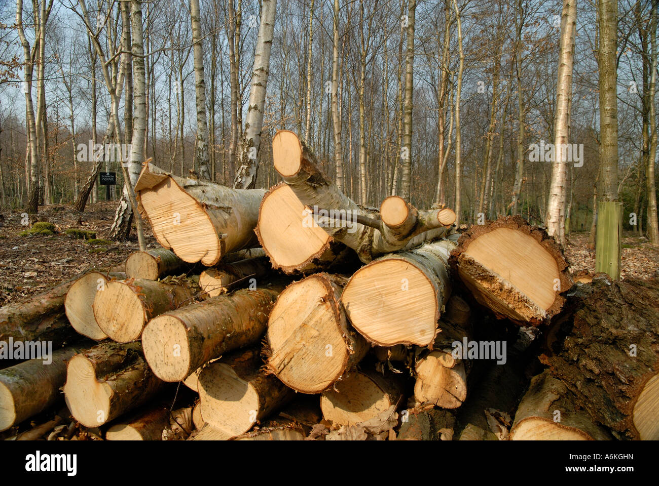 Silver Birch Protokolle von Wäldern in Kent geerntet. Stockfoto