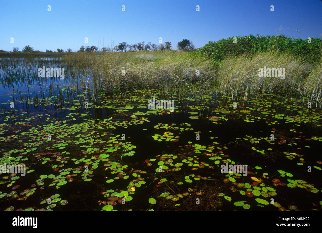 SEEROSEN gedeihen in den Gewässern des Flusses KHWAI aus XAKANAXA OKAVANGO DELTA, BOTSWANA Stockfoto