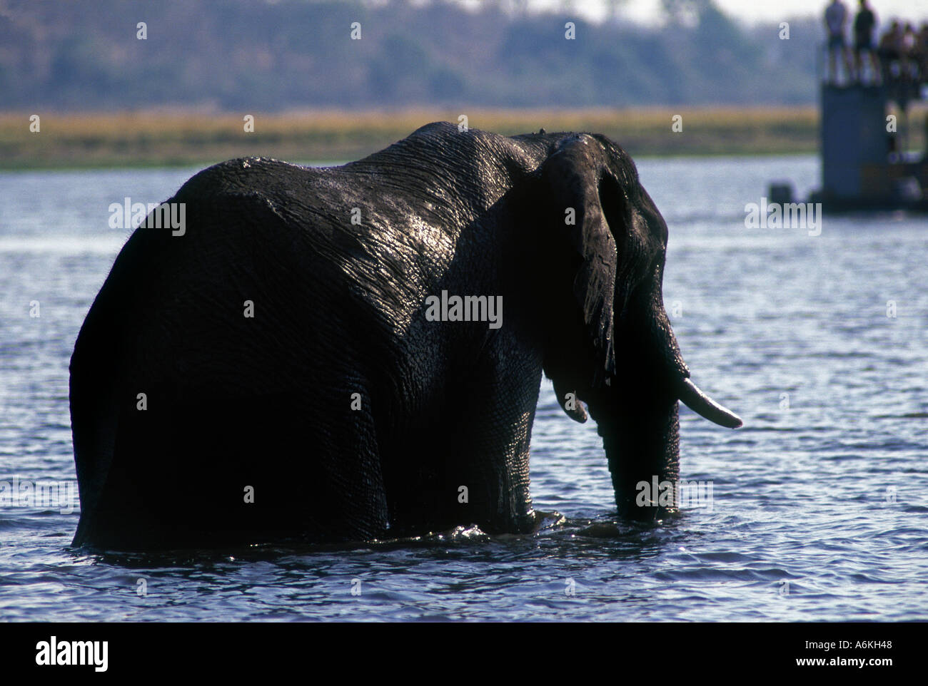 Ein Elefant Loxodonta Africana kreuzt die BOTSWANA CHOBE Fluss CHOBE-Nationalpark Stockfoto