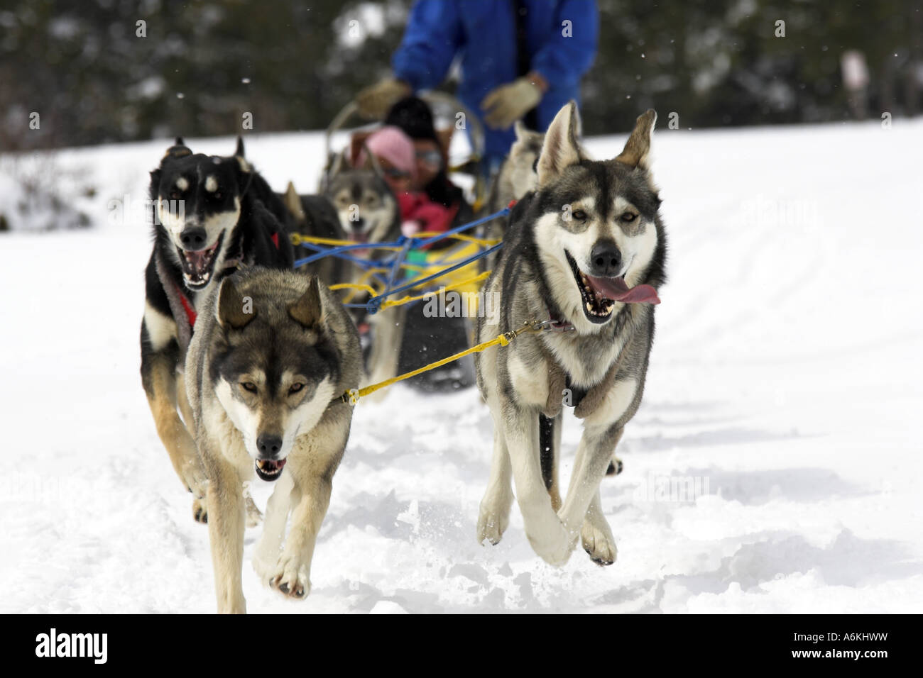 Husky Schlitten Hunde Font Romeu französische Pyrenäen Stockfoto