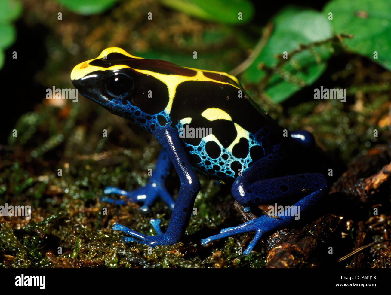 Gelb Blau poison Arrow Frog Dschungel Stockfoto