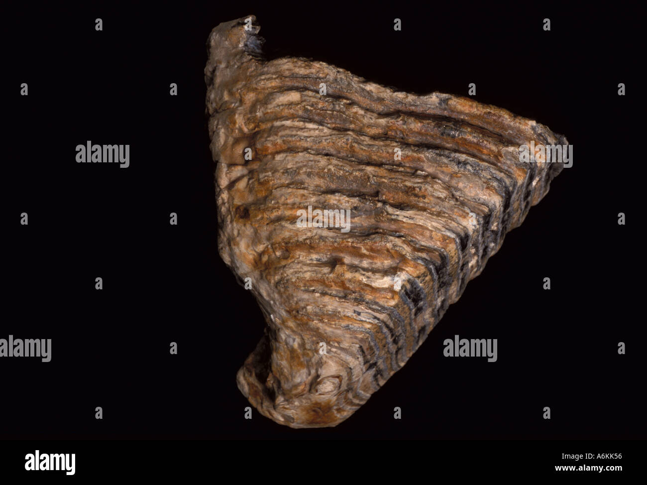 Mammuthus Zahn fossilen Miozän Pleistocene Mal Periode 10 Million Years Ago Stockfoto