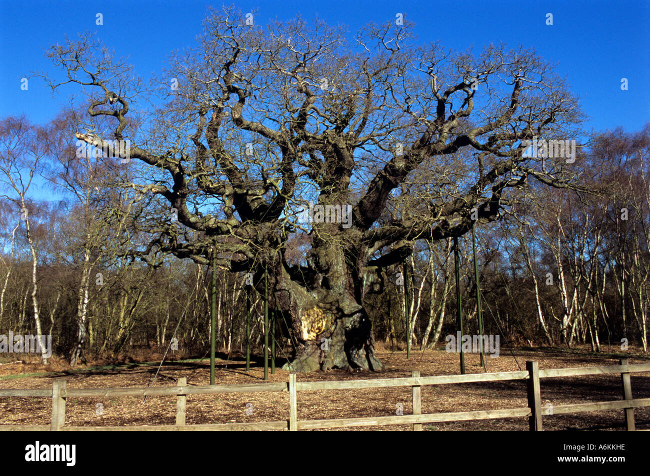 Große Eiche Sherwood Forest Nottinghamshire. Stockfoto