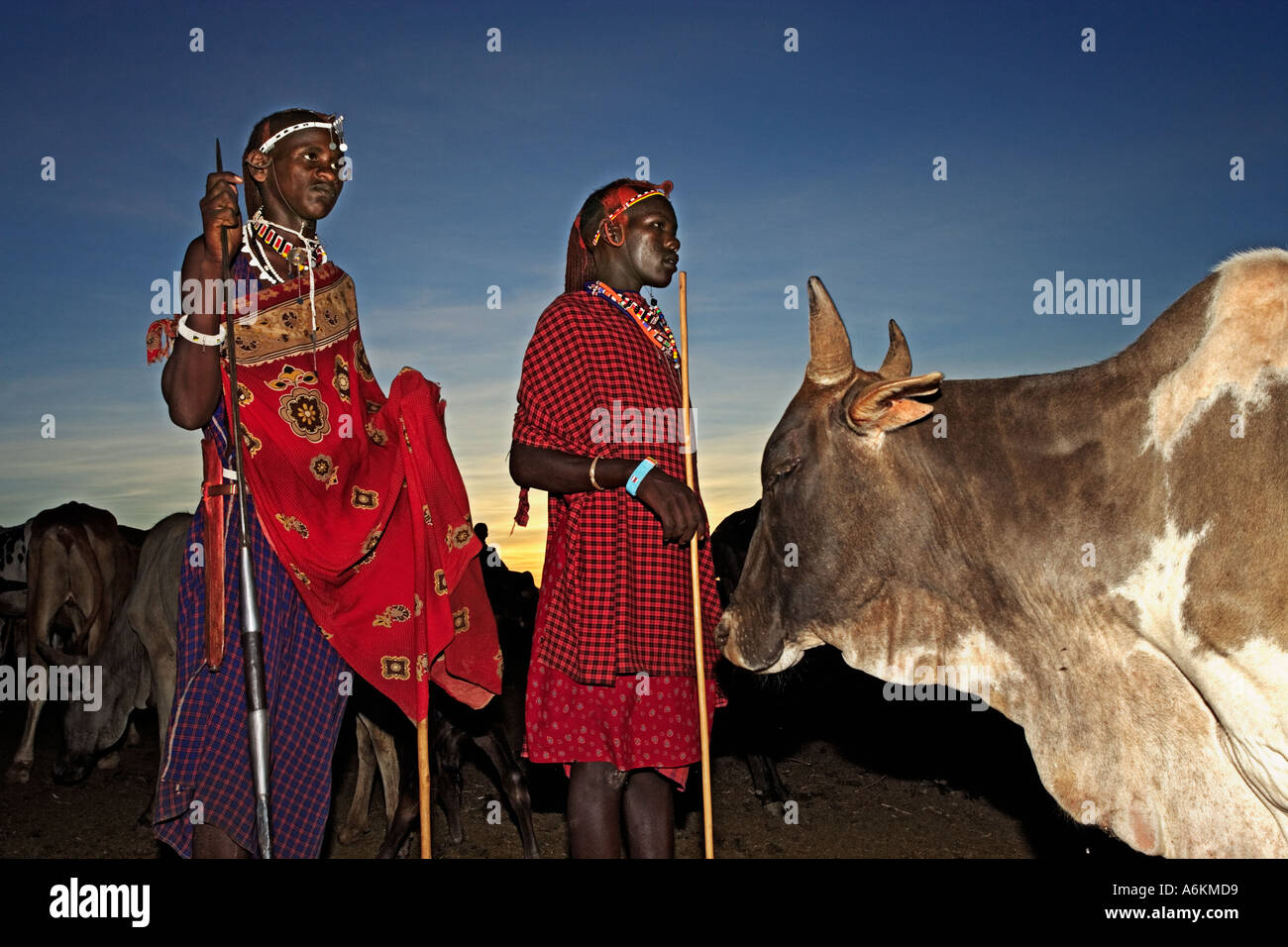 Massai, Maasai-Männer mit ihrem Vieh in der Nähe von Amboseli-Nationalpark Kenia Stockfoto