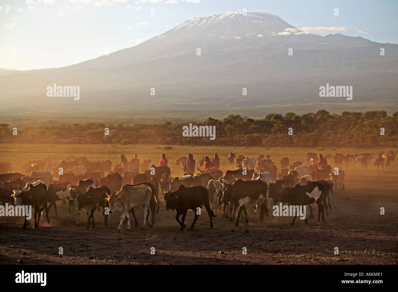 Massai, Maasai-Männer mit ihren Rindern und Mt. Kilimanjaro im Hintergrund in der Nähe von Amboseli-Nationalpark Kenia Stockfoto