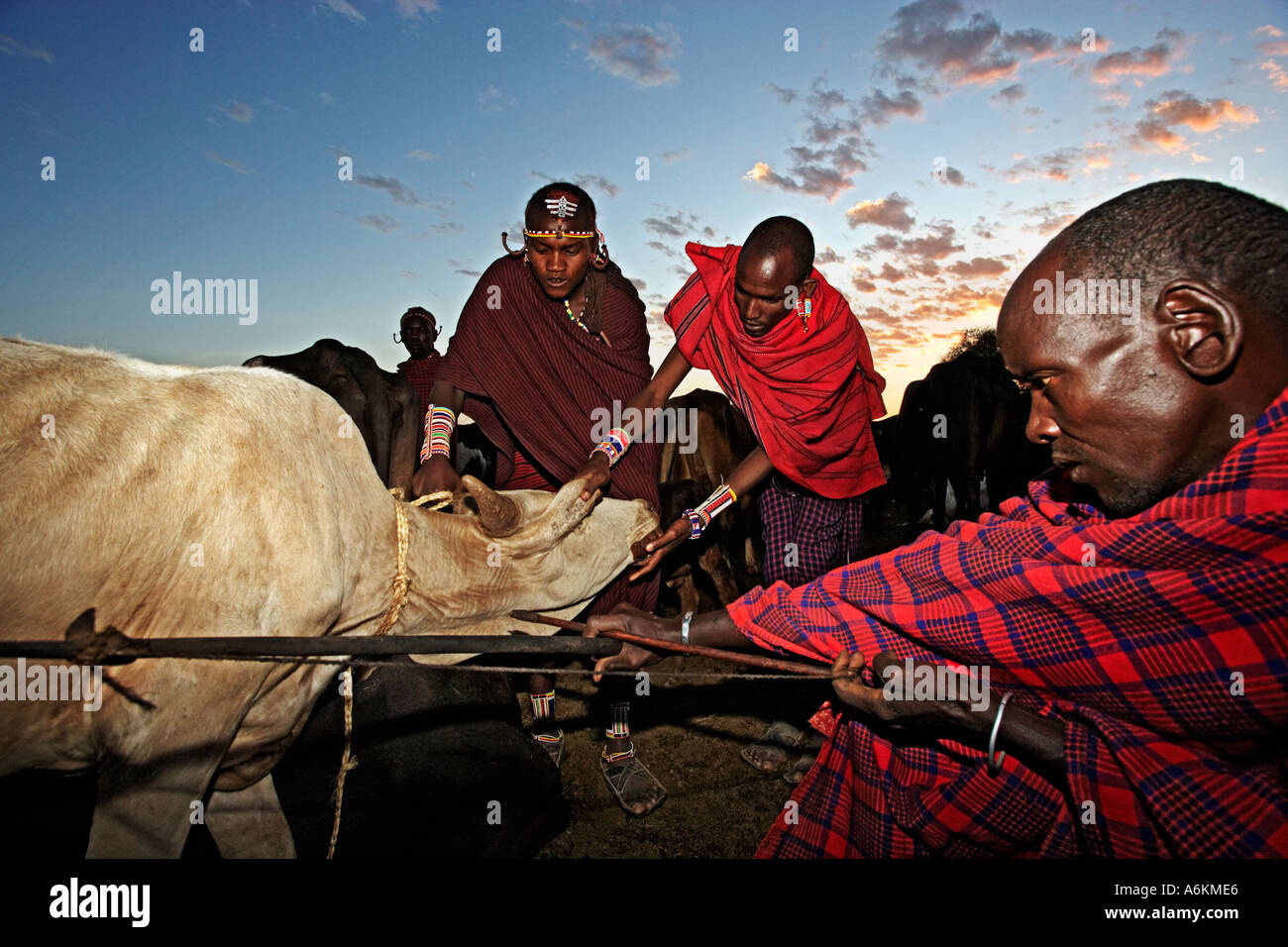 Maasai Mann Schoß Pfeil, Punture Halsschlagader Kuh Blut ist in einen Kürbis gezogen und gemischt mit Milch trinken, Kenia Stockfoto