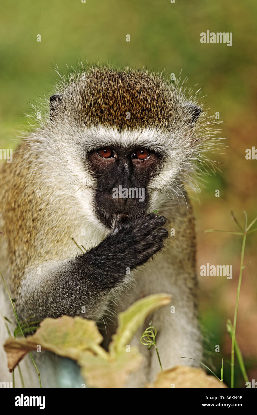 Vervet Affen Chlorocebus Aethiops Fütterung Amboseli Nationalpark Kenia Dist südlichen zentralen Ostafrika Stockfoto