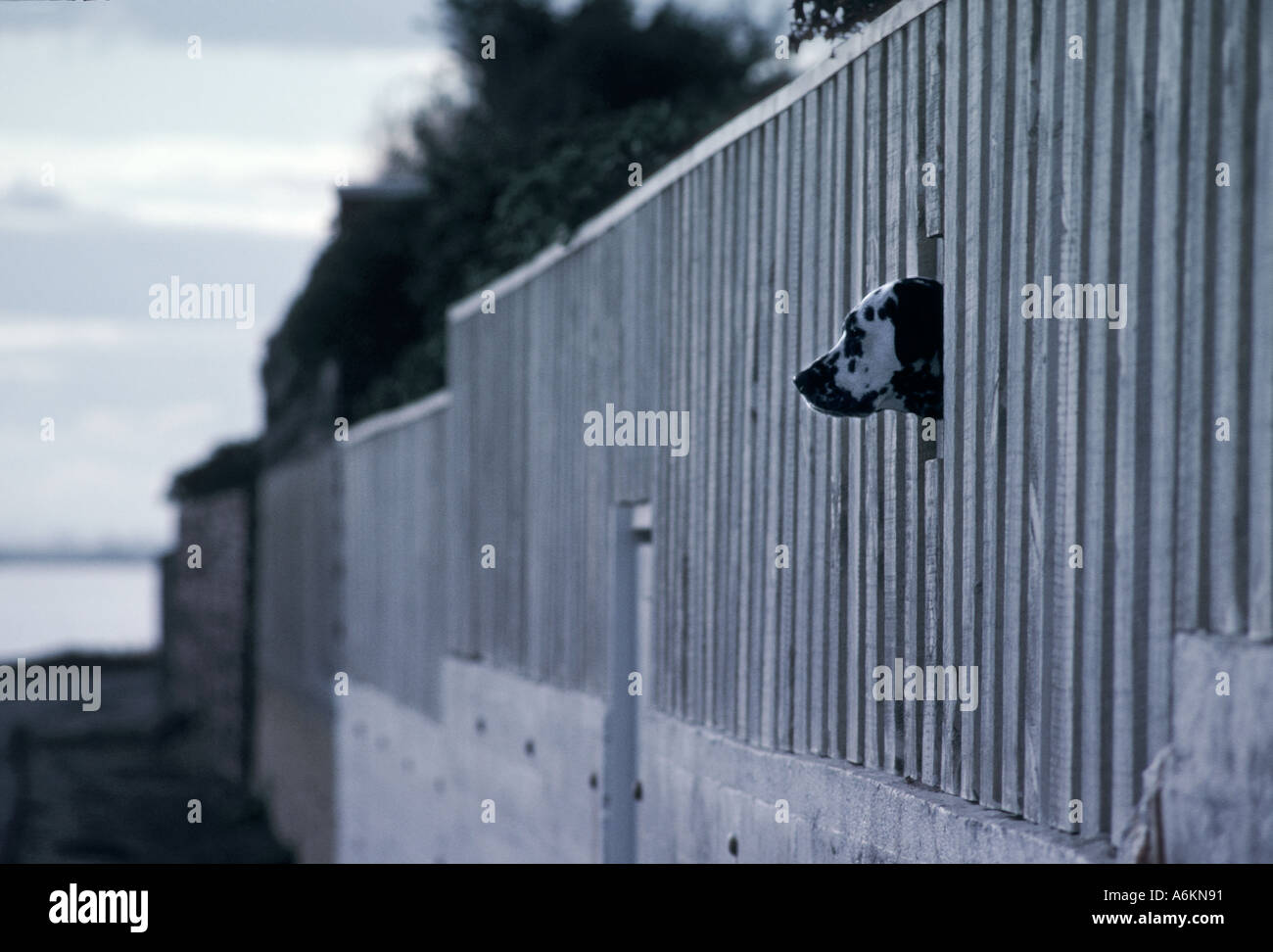 Eckzahn Gefangener, Australien Stockfoto