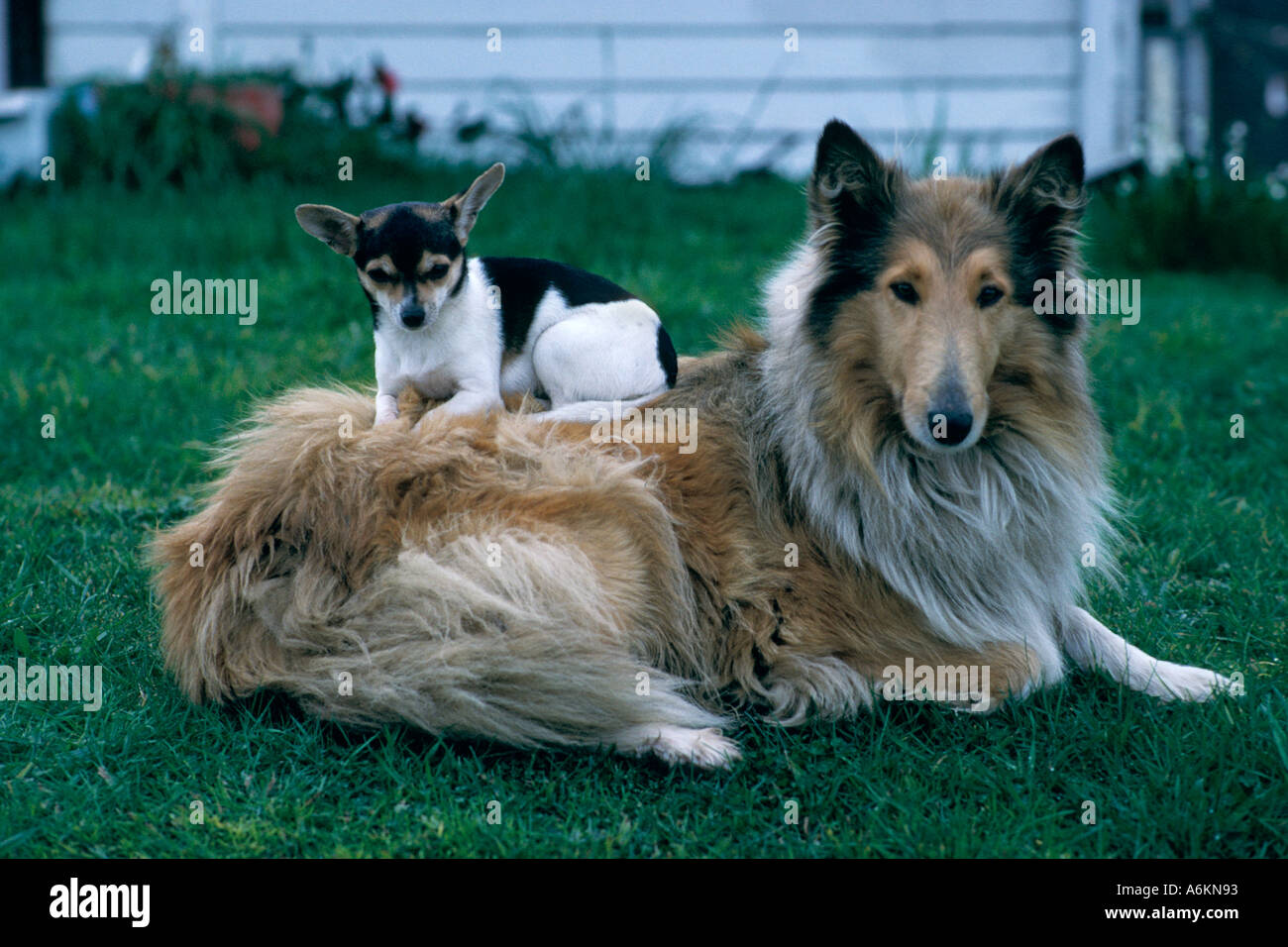 Ungleiches Paar Yarra Glen Victoria Australien horizontale Stockfoto