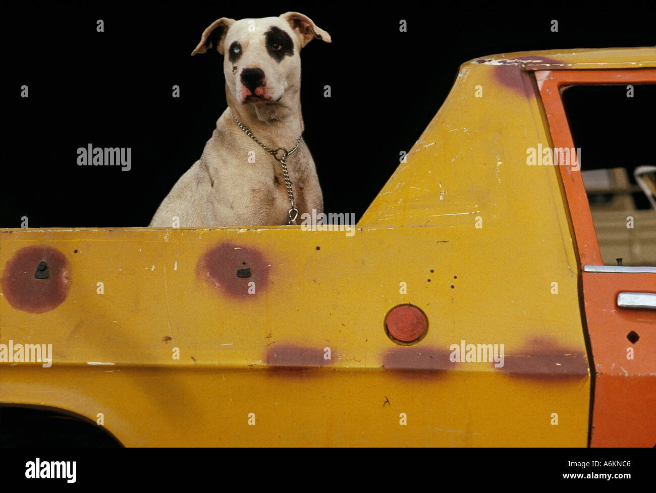Gefleckte Hund hinter Ute, Australien Stockfoto