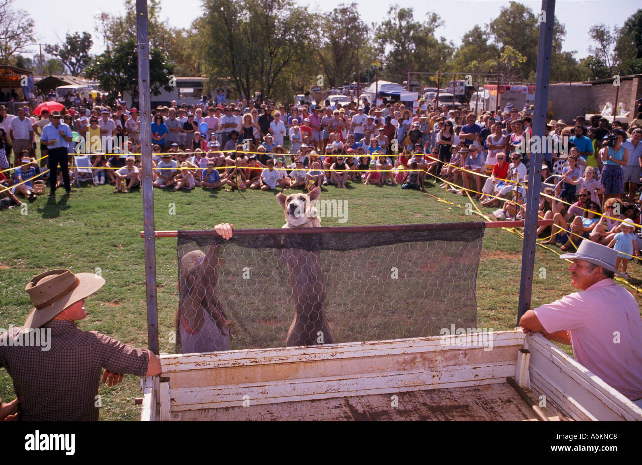 Hund hohe Springprüfung, Kununurra Kimberley, Western Australia Stockfoto