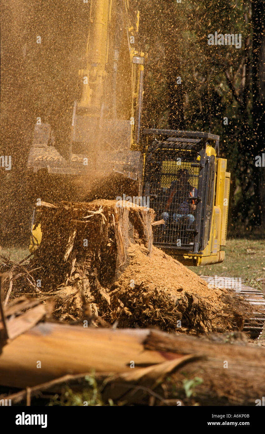 Baumstumpf entfernen Stockfoto