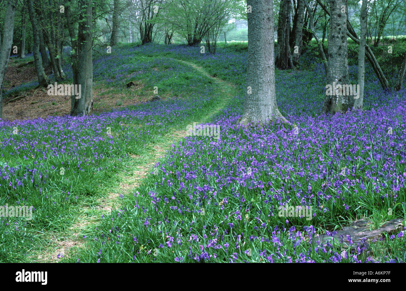 Bluebell Holz Lichtung mit malerischen Strecke, (Hyacinthoides non-Skript), Dorset, England, UK. Stockfoto
