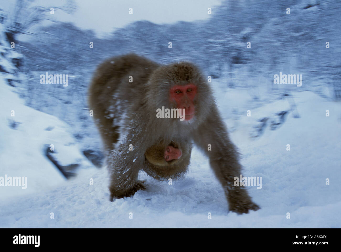 Japanisch Schnee Affen-Mutter mit Baby in den Bergen Nagano Japan Stockfoto