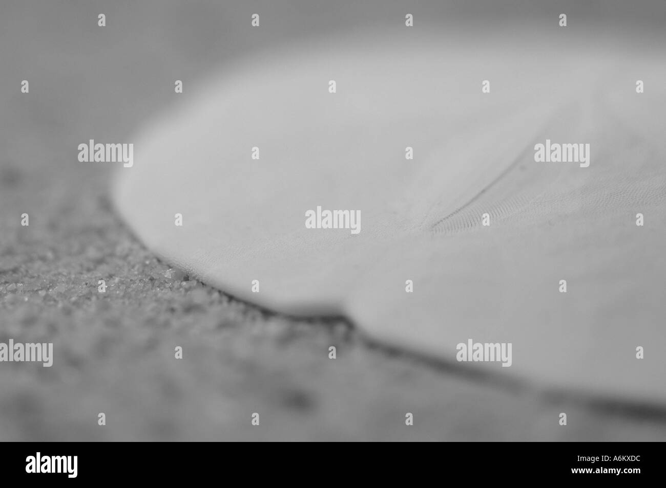 Nahaufnahme Detail Foto einer Muschel am Strand Stockfoto