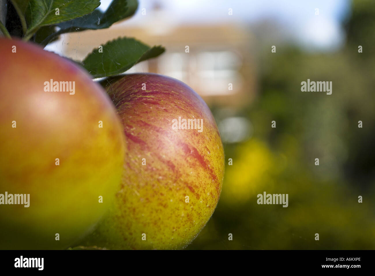 Äpfel Stockfoto