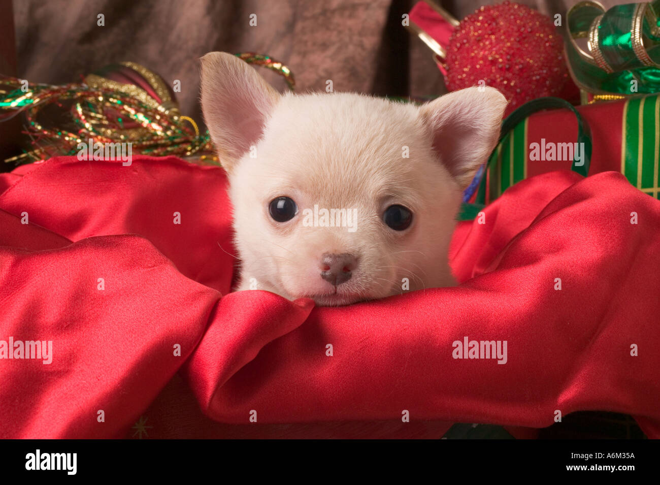 Chihuahua-Welpe in box Stockfoto