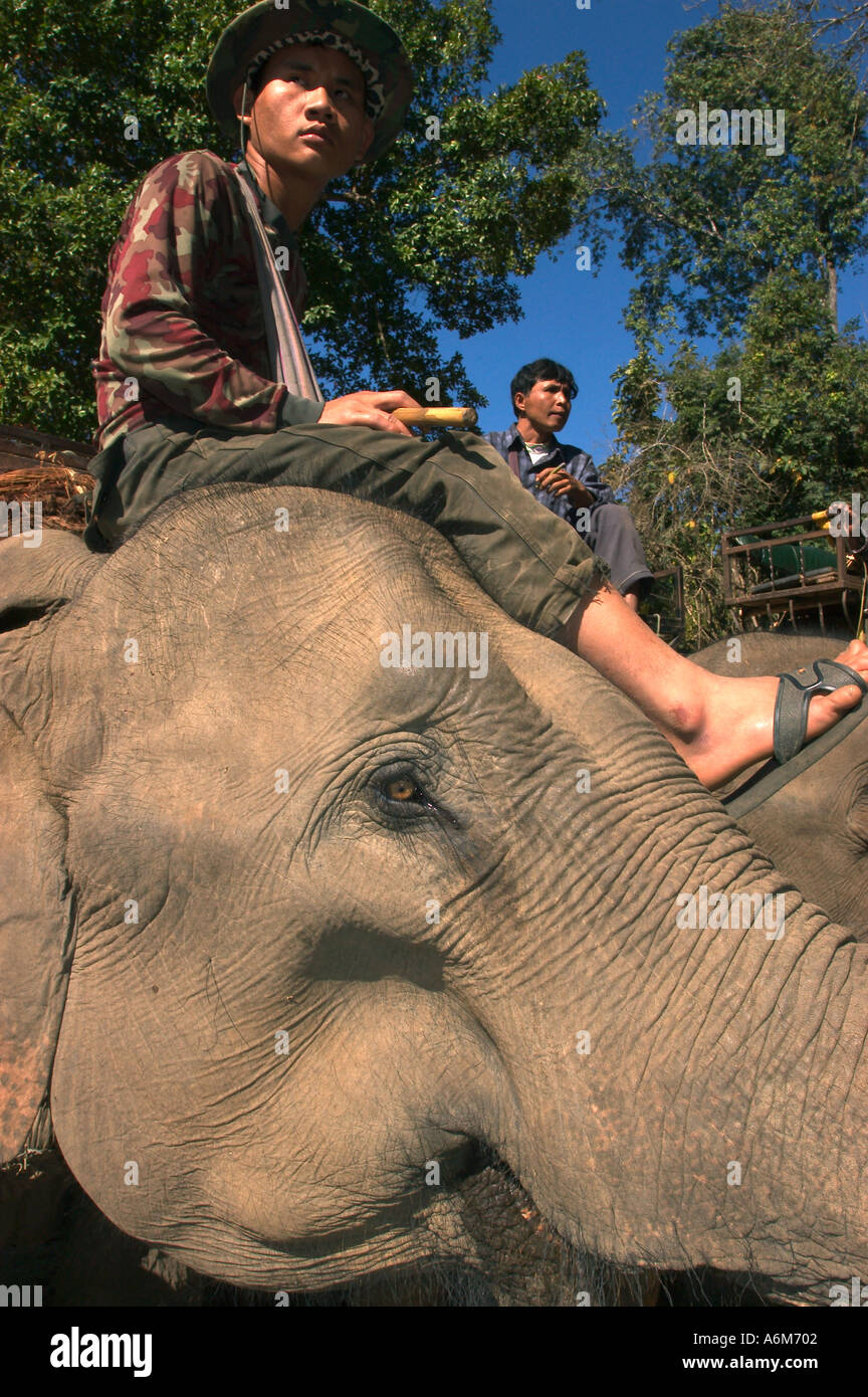 THAILAND, Mae Hong Son, Thai Mahout mit indischer Elefant Stockfoto