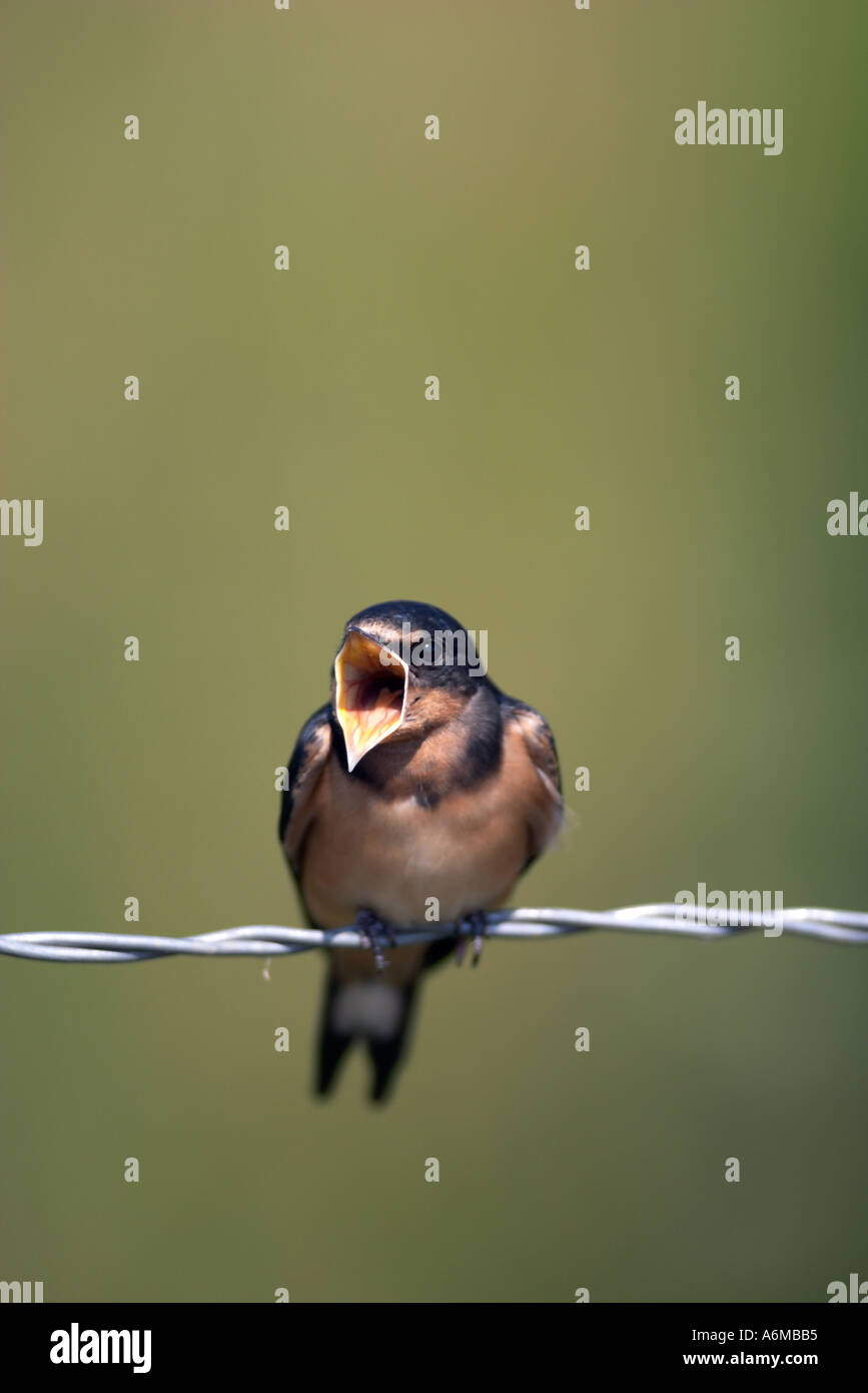 Ein Baby Rauchschwalbe auf Zaun mit Mund öffnen, da das übergeordnete Element vergeht Stockfoto