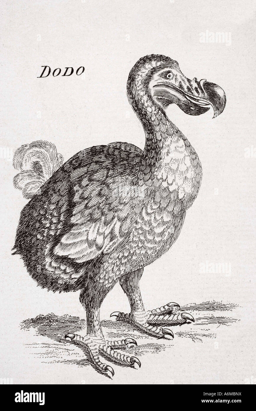 18. jahrhundert Zeichnung der heute ausgestorbenen Dodo bird von Mauritius. Raphus cucullatus Stockfoto