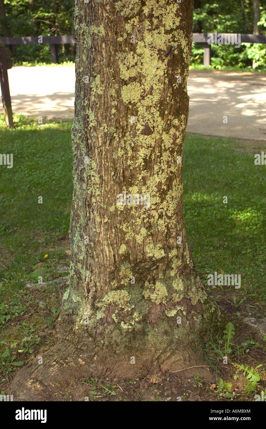 Flechten auf Baum im Giant City State Park Makanda IL Stockfoto