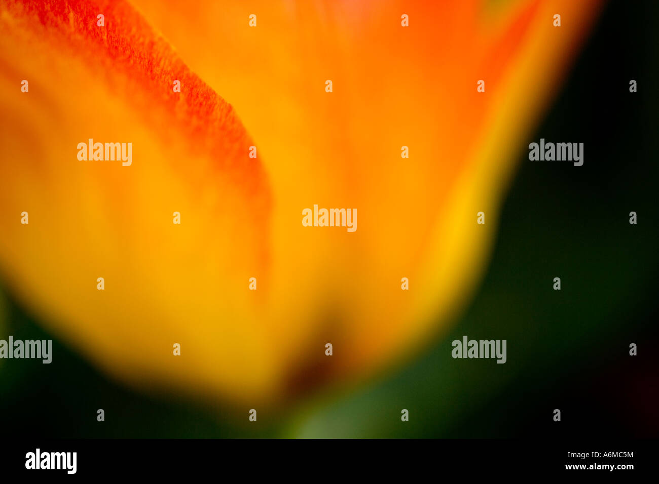 Tulpe Tulipa Osterüberraschung abstrakte Nahaufnahme Stockfoto