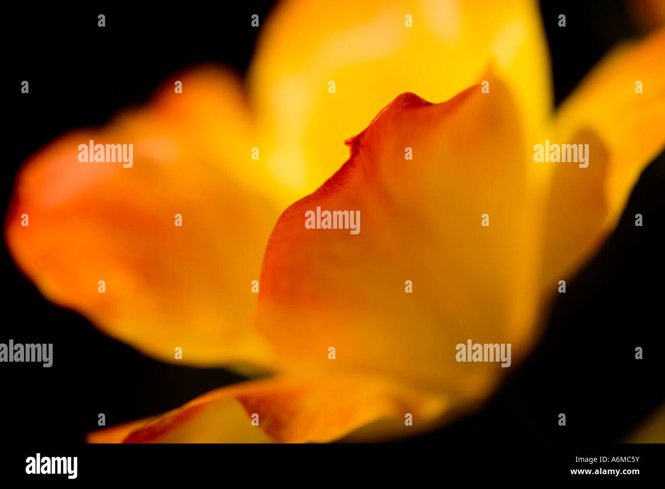 Tulpe Tulipa Osterüberraschung abstrakte Nahaufnahme geeignet für bildende Kunst Poster Grußkarten-Kalender Kalender Stockfoto