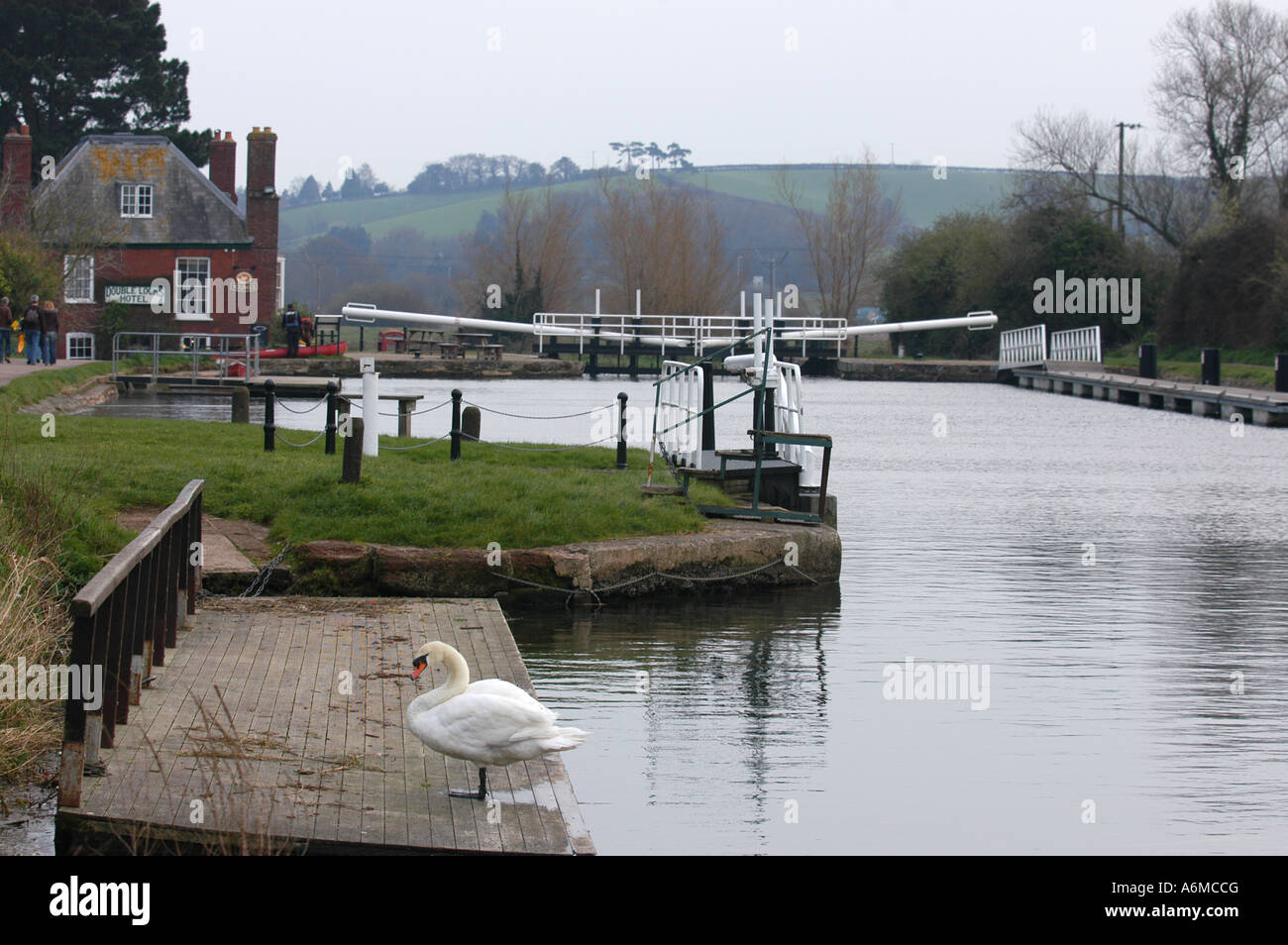 ein Höckerschwan tritt aus der Exeter Kanal vor dem Double Schlösser Hotel Stockfoto