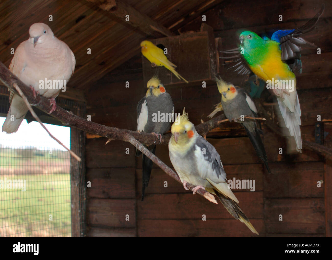 Im Inneren eine Avery enthält verschiedene Vogelarten Stockfoto