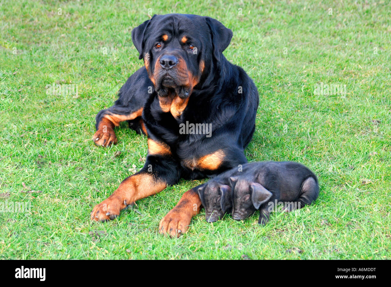 Oscar das Rottweiler bewacht seine beiden angenommen britische schwarze Ferkel. Stockfoto