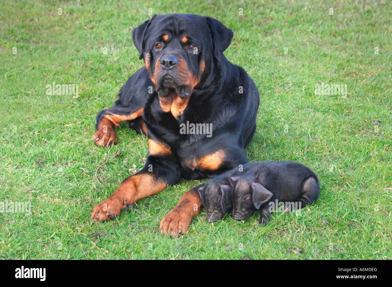 Oscar das Rottweiler bewacht seine beiden angenommen britische schwarze Ferkel. Stockfoto