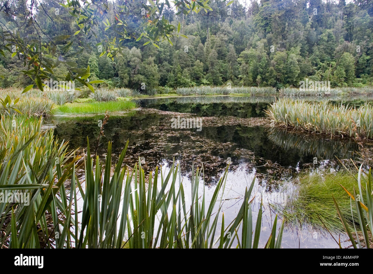 Diverse reichen Feuchtbiotop Lake Matheson South Westland New Zealand Stockfoto