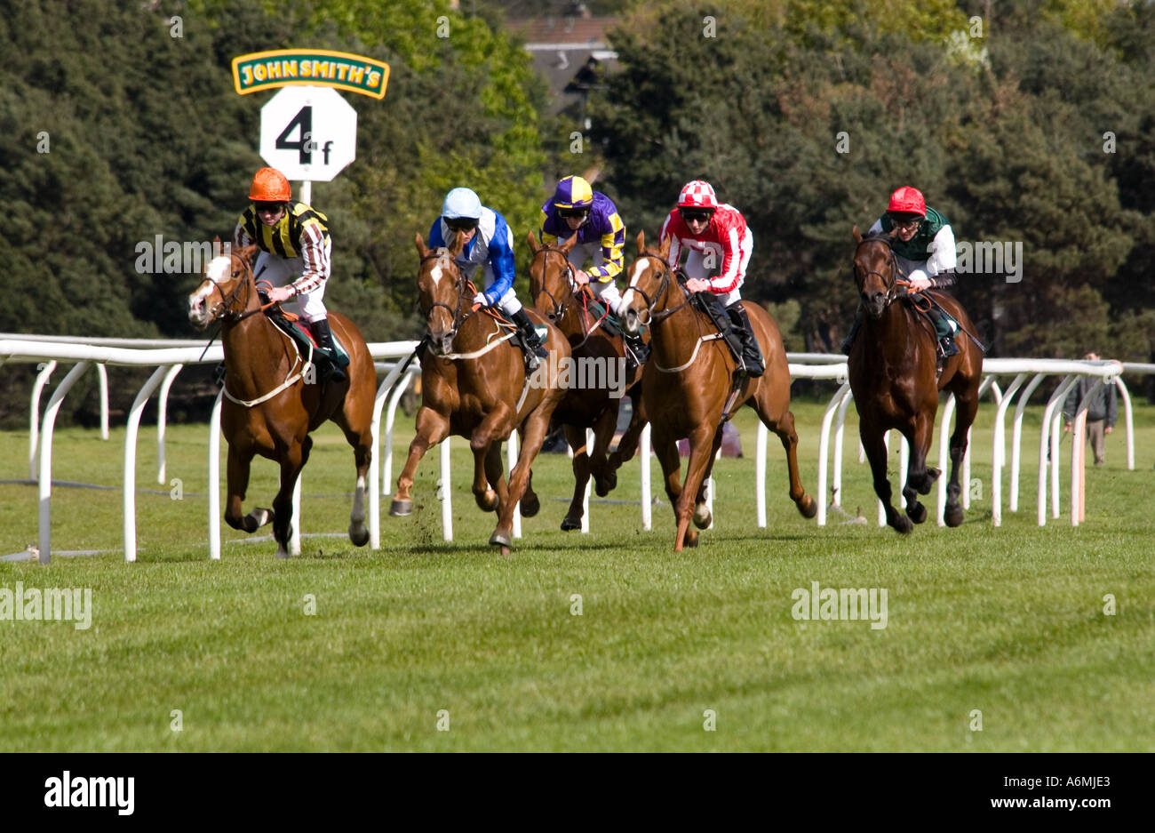 Flache Pferderennen in Musselburgh Racecourse, eines der fünf Rennbahnen in Schottland Stockfoto