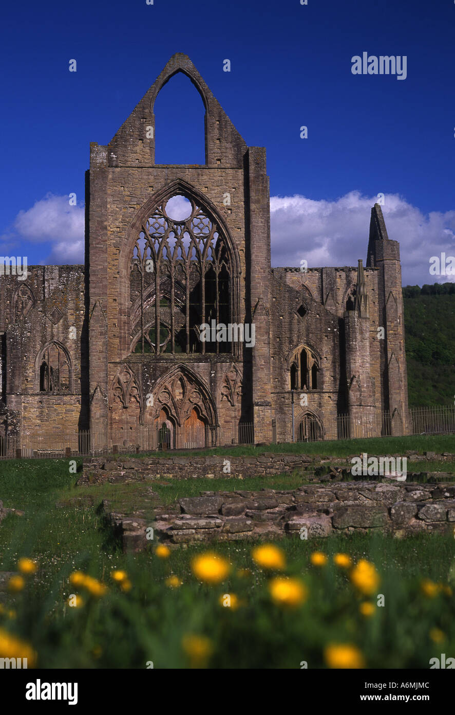 Tintern Abbey im Sommer mit Butterblumen im Vordergrund Tintern Wye Valley Monmouthshire South Wales UK Stockfoto