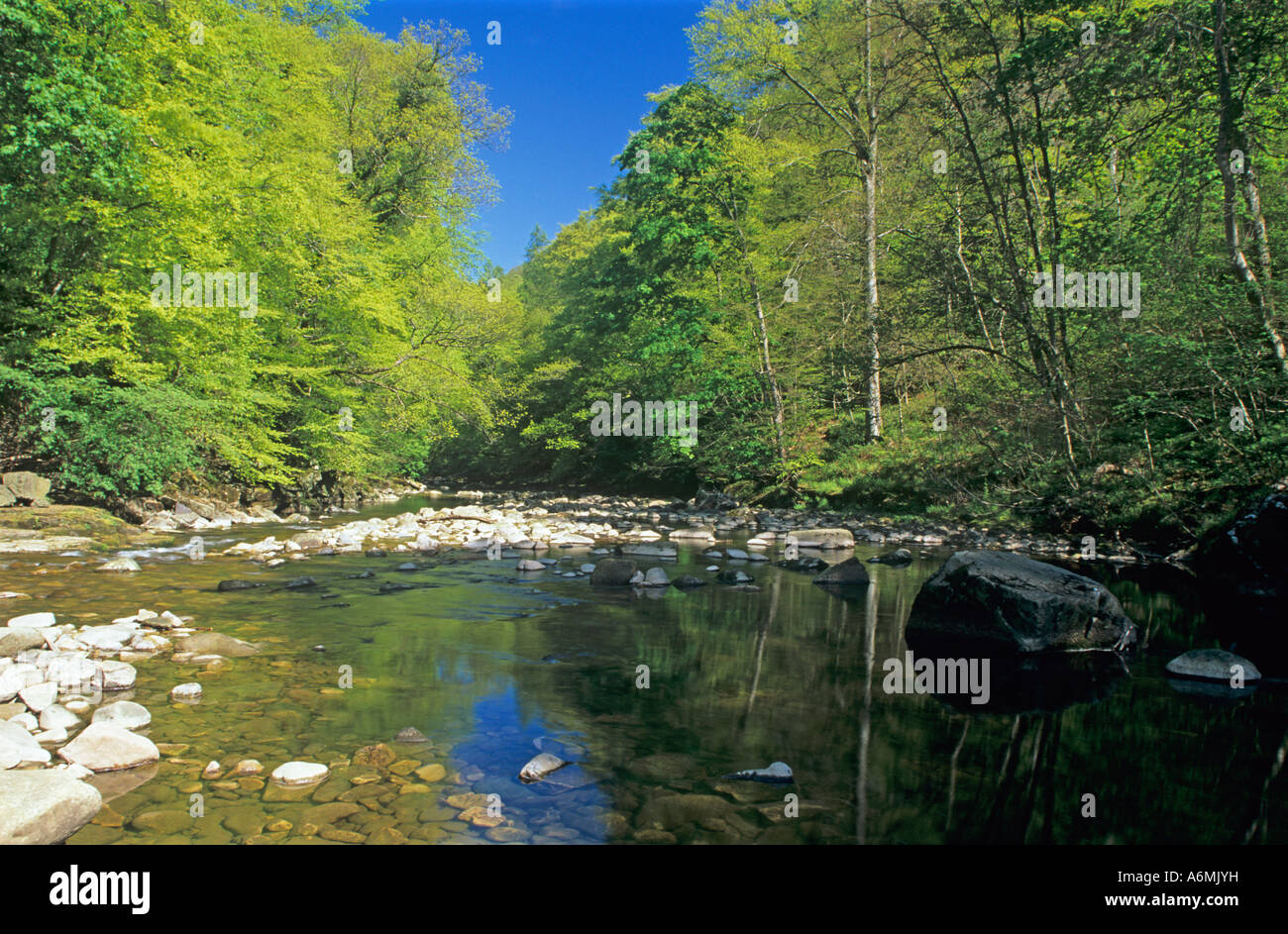 Der Fluss Allen läuft durch allen Banken und Staward Schlucht in den Frühling. Northumberland, England Stockfoto