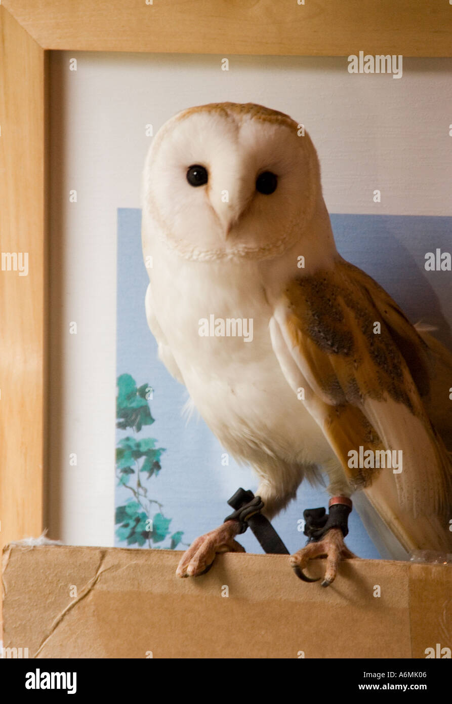 Gemeinsamen Schleiereule (Tyto Alba) vor einem Bild Stockfoto