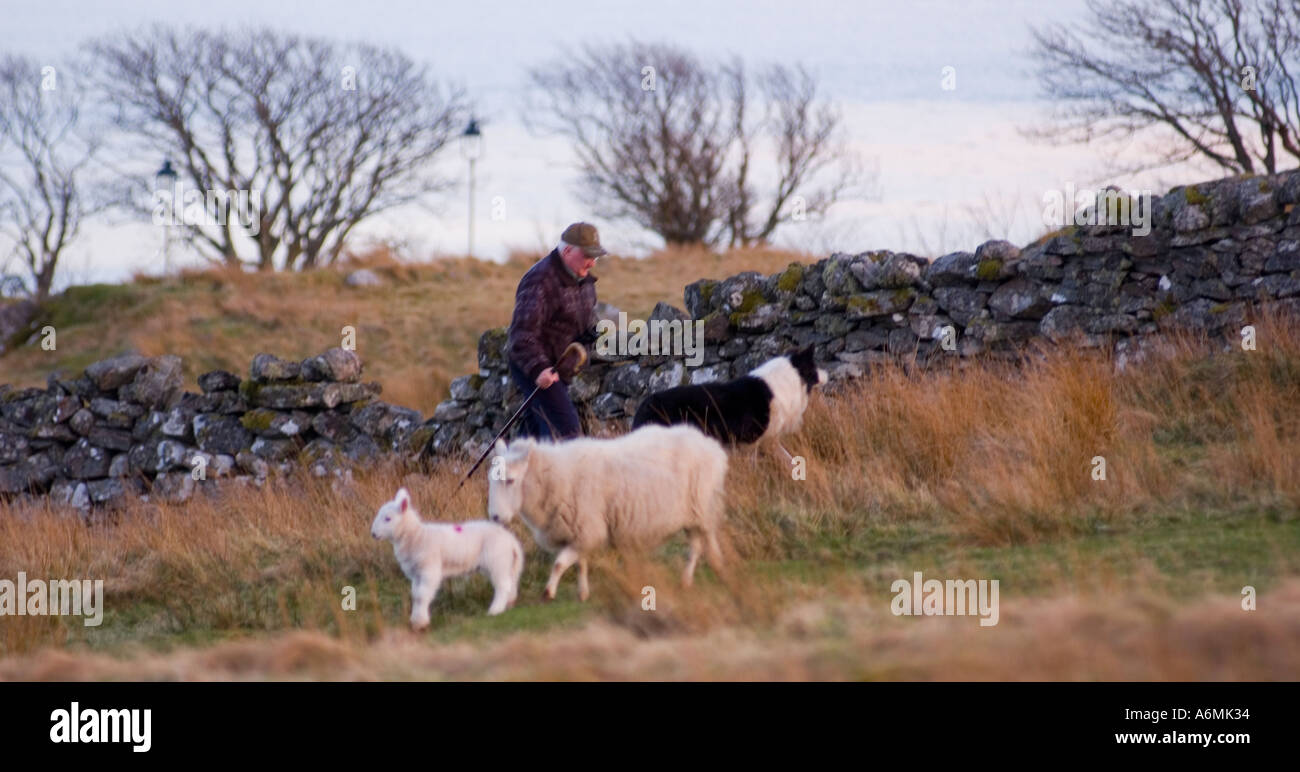 Ältere Hirten und seinem Hund, Ewe und Baby Lamm im zeitigen Frühjahr, Isle of Lewis, Schottland Stockfoto