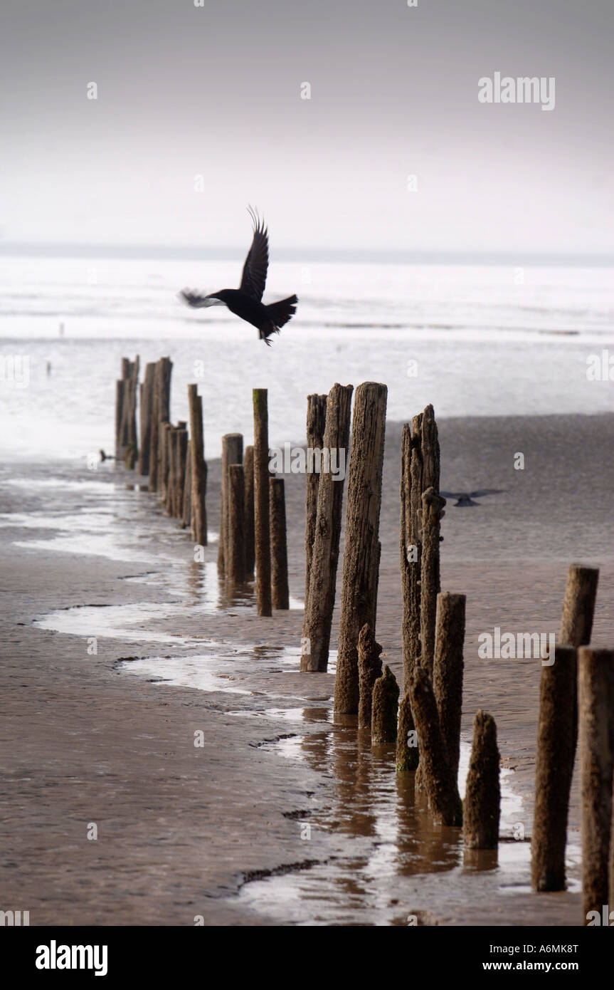 EIN RABE FLIEGT WEG VON SEINEM AST AUF EINER BUHNE AN BREAN STRAND SOMERSET UK Stockfoto