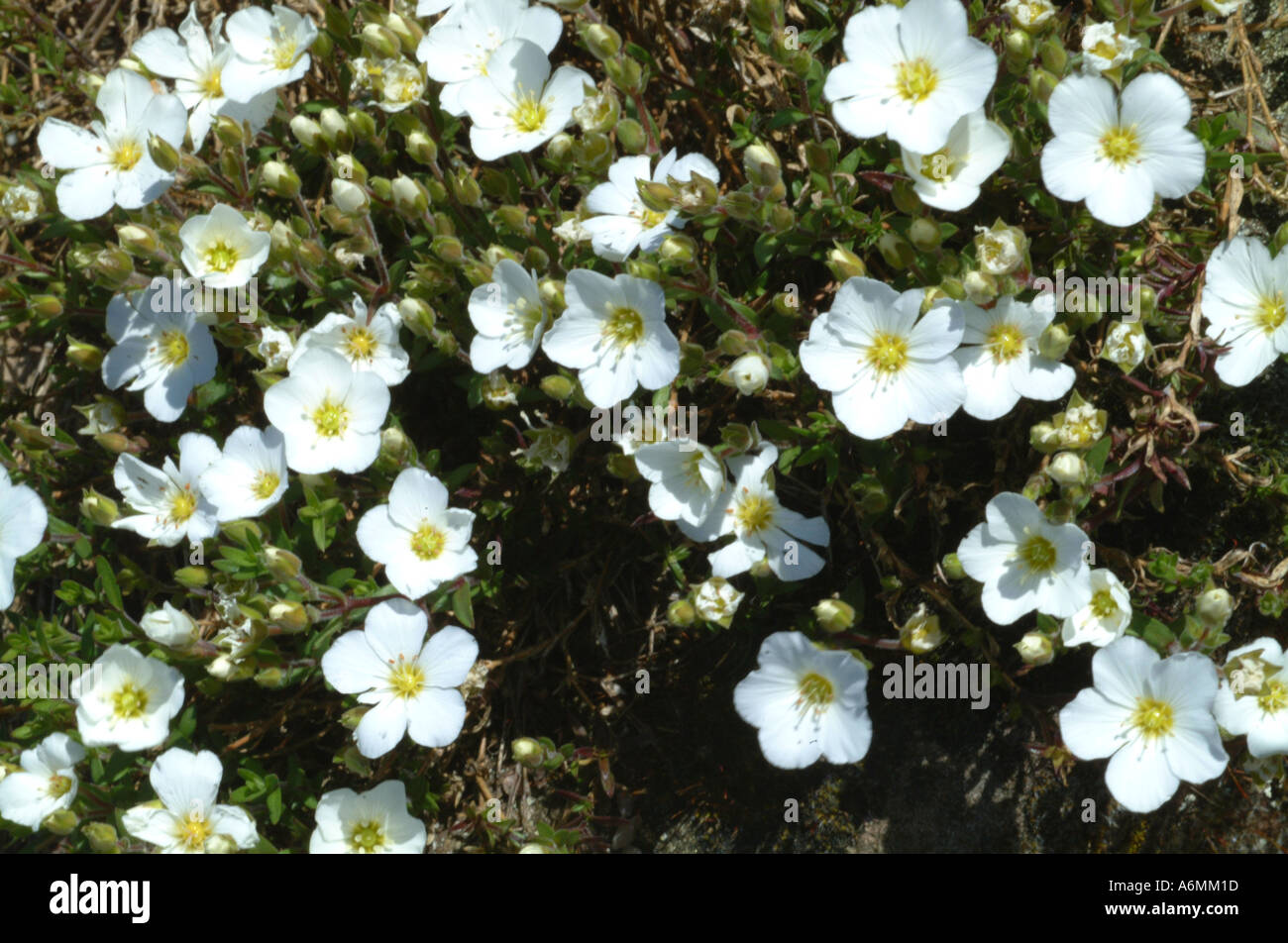 Arenaria Montana grandiflora Stockfoto