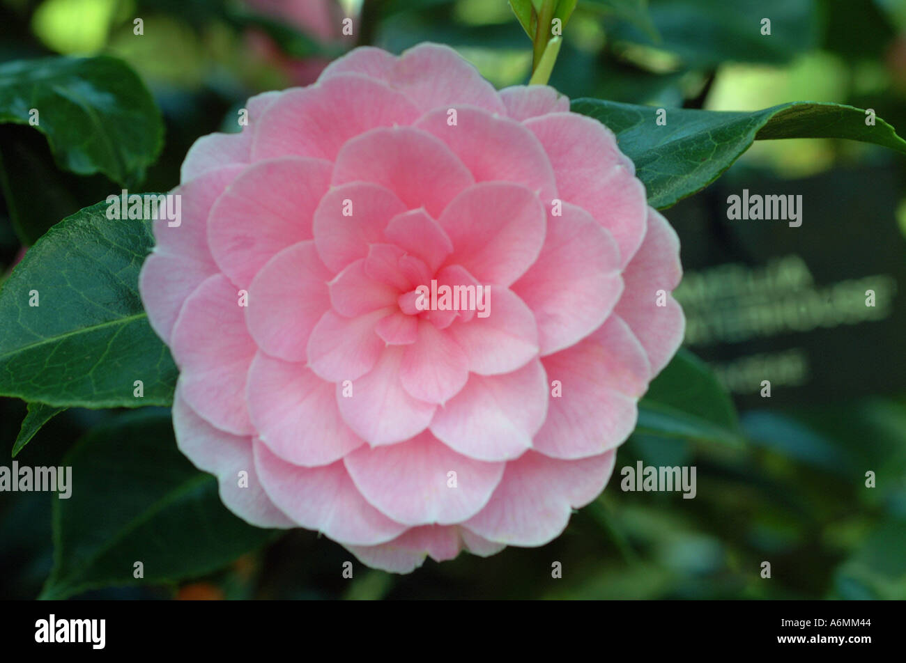 Camellia Japonica stieg wie theaceae Stockfoto